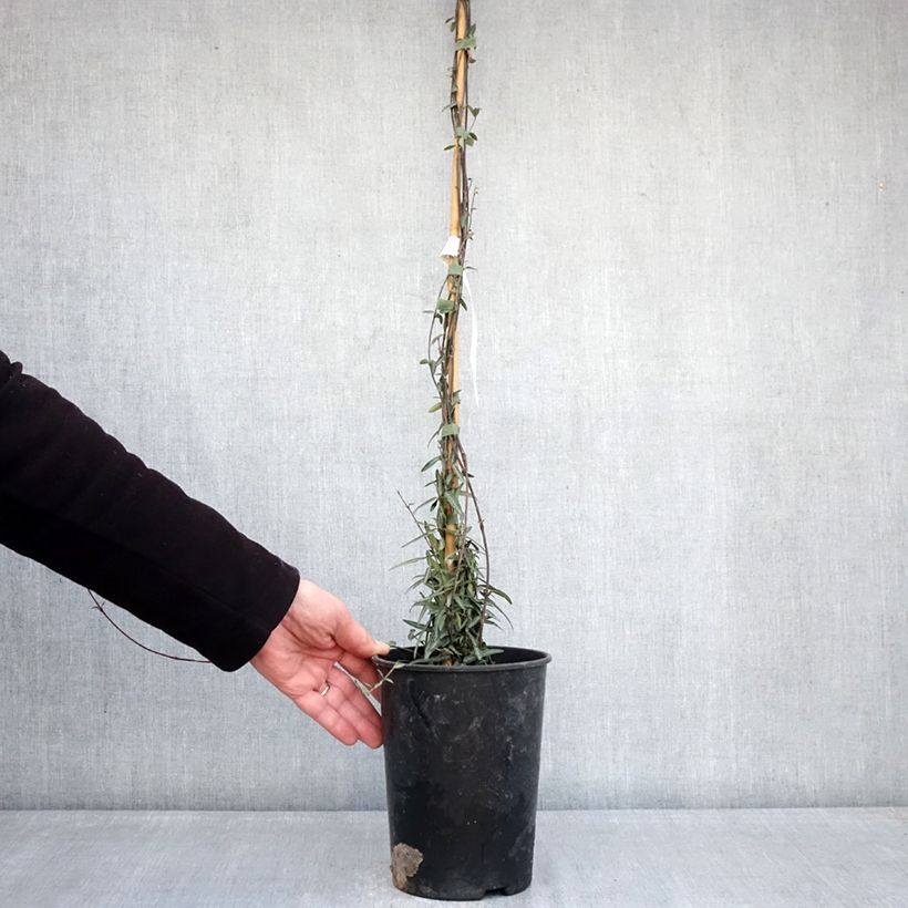 Jazmín de leche Waterwheel Maceta 3L/4L Ejemplar entregado en invierno