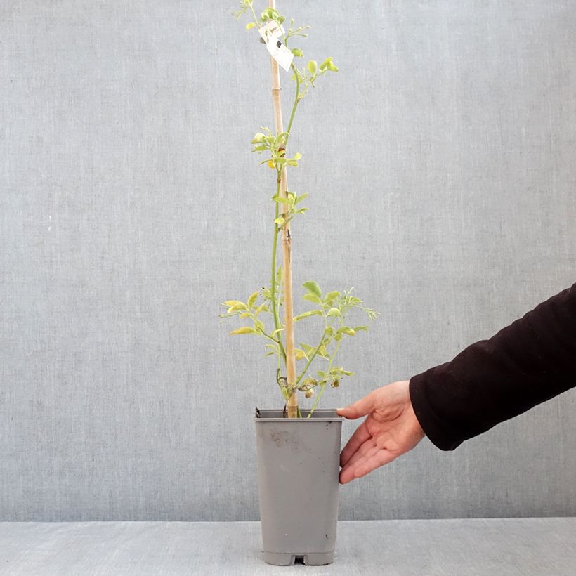 Ejemplar de Jazmín italiano - Jasminum humile Revolutum Maceta 3L/4L entregado en otoño