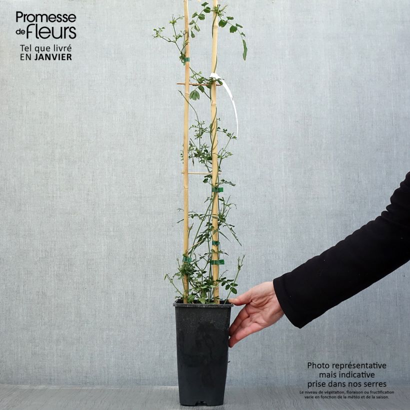 Jazmín chino - Jasminum polyanthum Maceta 2L/3L Ejemplar entregado en invierno