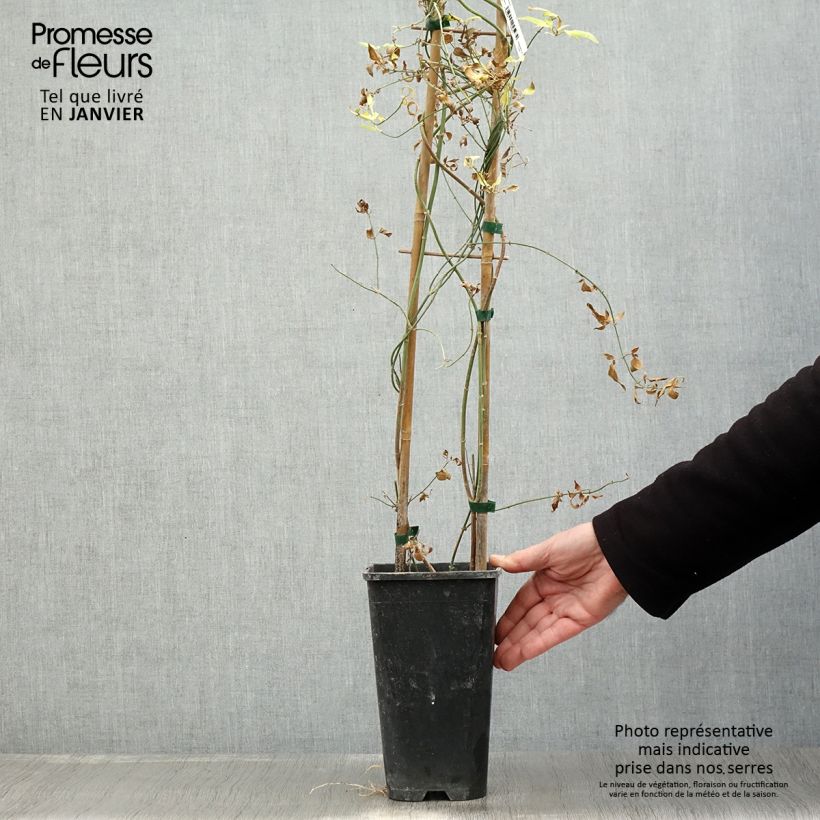 Jasminum stephanense - Jazmín Maceta 2L/3L Ejemplar entregado en invierno