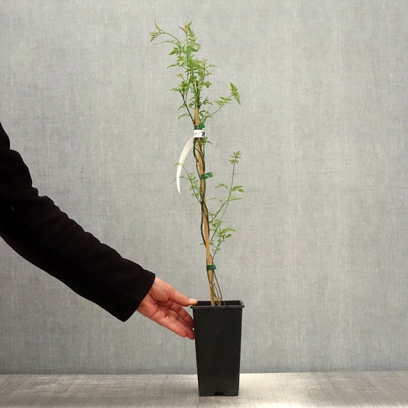 Jazmín común Affinis - Jasminum officinalis Maceta 1,5L/2L Ejemplar entregado en la primavera