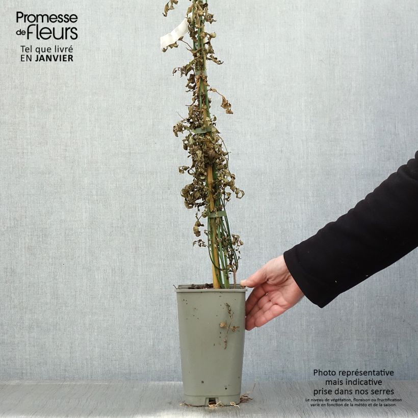 Jazmín común Affinis - Jasminum officinalis Maceta 3L/4L Ejemplar entregado en invierno