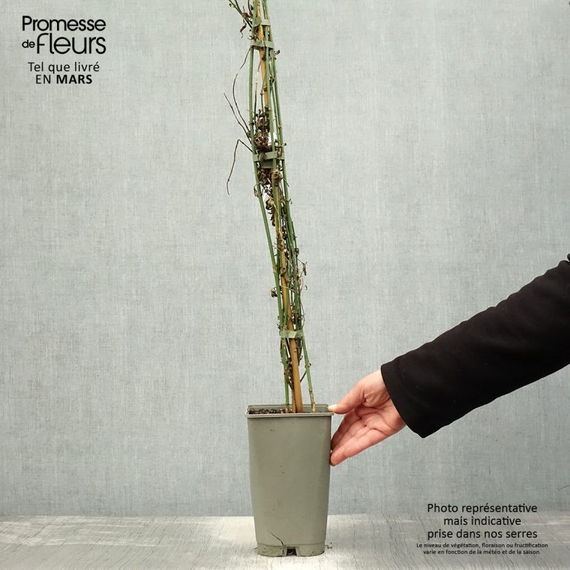 Jazmín común Affinis - Jasminum officinalis Maceta 3L/4L Ejemplar entregado en la primavera