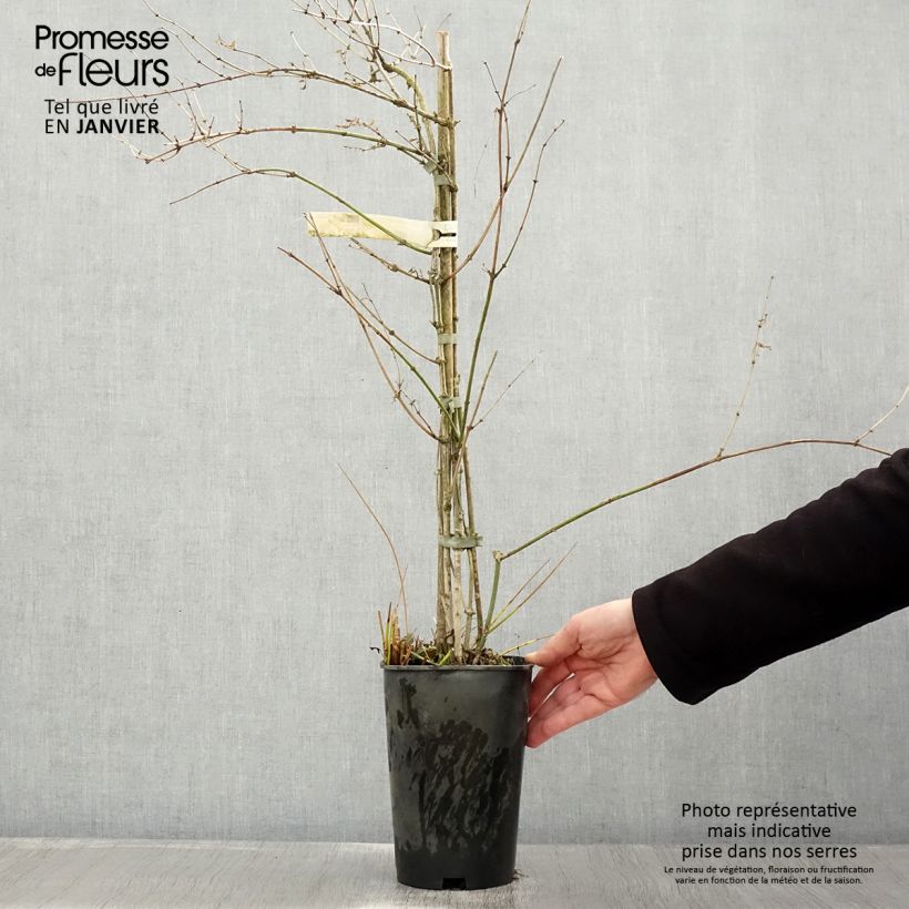 Jazmín común - Jasminum officinale Maceta 2L/3L Ejemplar entregado en invierno