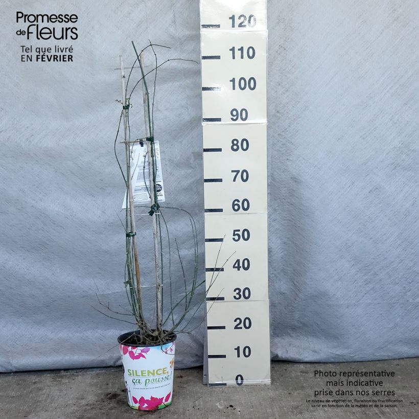 Jazmín común - Jasminum officinale Maceta 4L/5L Ejemplar entregado en invierno