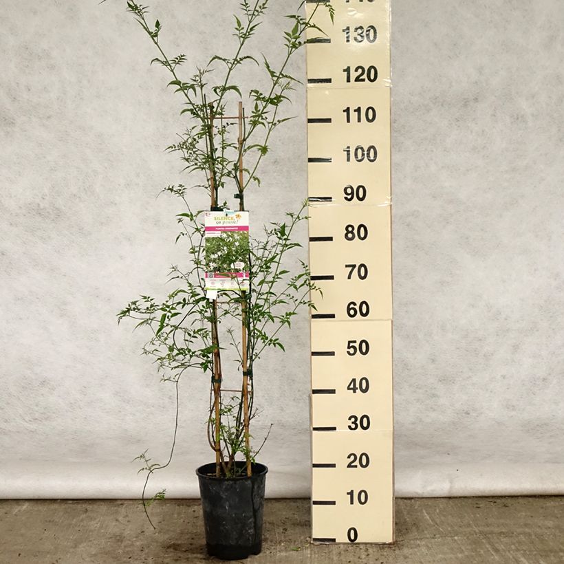 Jazmín común - Jasminum officinale Maceta 4L/5L Ejemplar entregado en la primavera