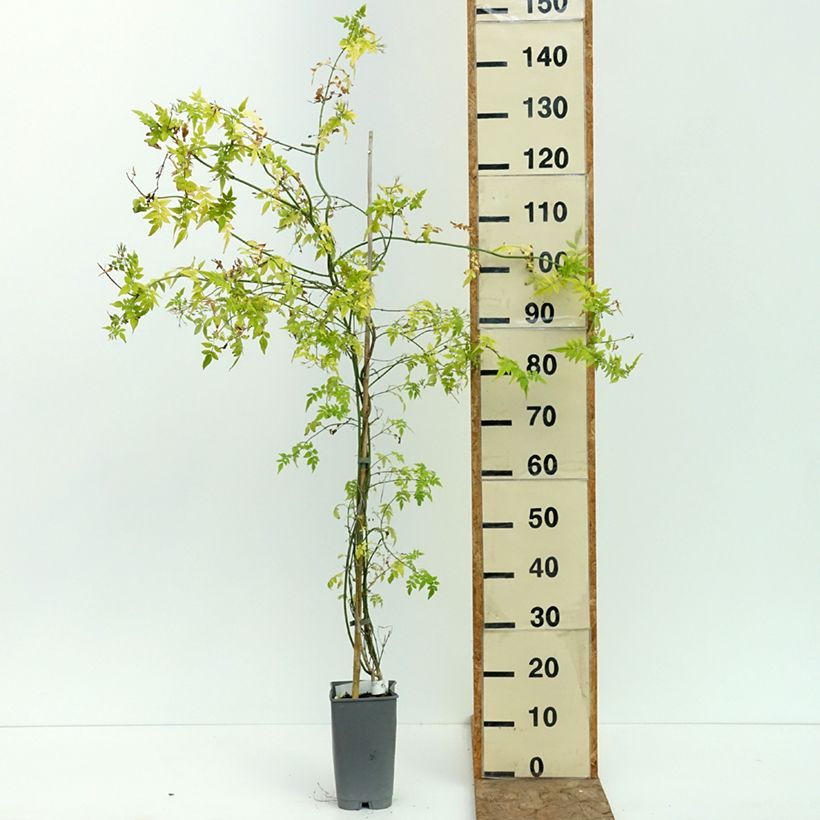 Ejemplar de Jasminum officinale Sunbeam - Jazmín común Maceta 3L/4L entregado en verano