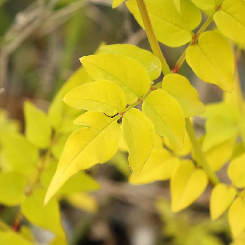 Jazmín común - Jasminum officinalis Aureum (Follaje)