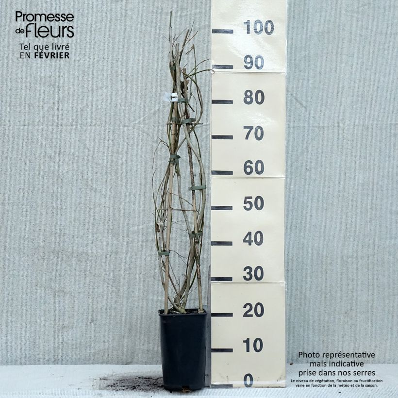 Jazmín de primavera - Jasminum mesnyi Maceta 2L/3L Ejemplar entregado en invierno