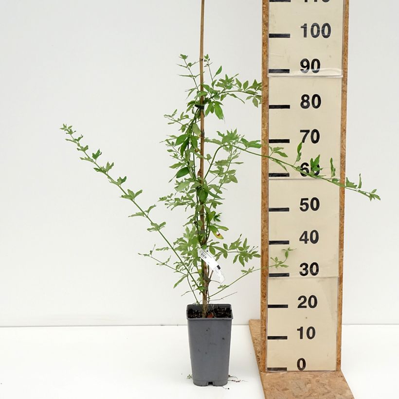 Ejemplar de Jazmín de primavera - Jasminum mesnyi Maceta 2L/3L entregado en verano