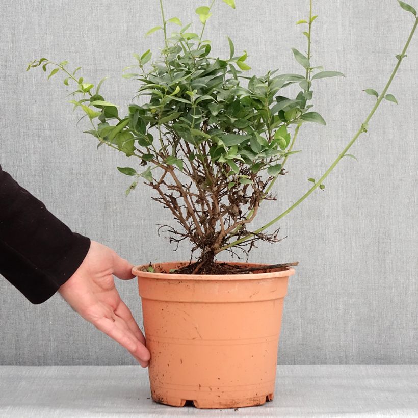 Jasminum multipartitum - Jazmín africano Maceta 2L/3L Ejemplar entregado en invierno