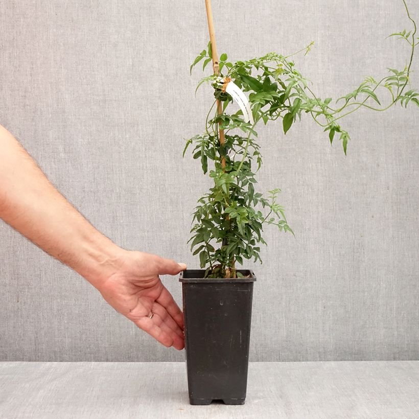 Ejemplar de Jasminum Starry Night - Jazmín Maceta 1,5L/2L entregado en otoño