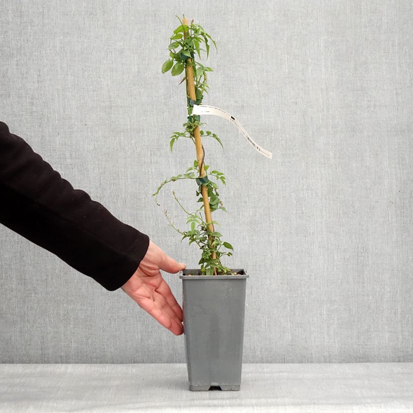 Jasminum Starry Night - Jazmín Maceta 1,5L/2L Ejemplar entregado en invierno