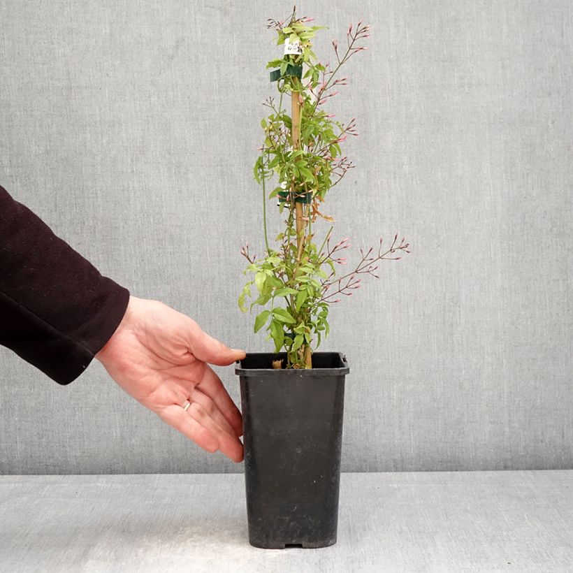 Jasminum Starry Night - Jazmín Maceta 1,5L/2L Ejemplar entregado en la primavera