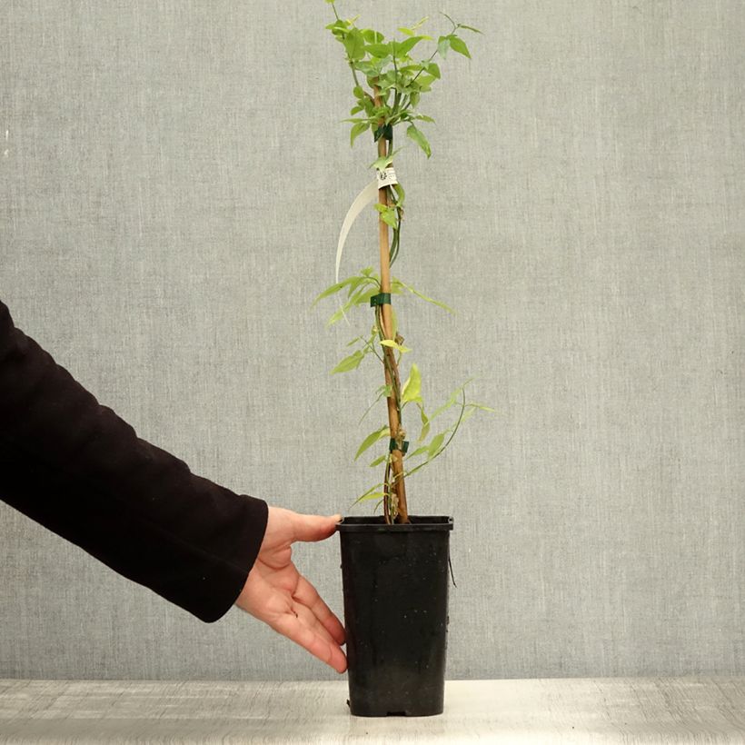 Ejemplar de Jasminum stephanense Starry Summer Scent - Jazmín Maceta 1,5L/2L entregado en otoño