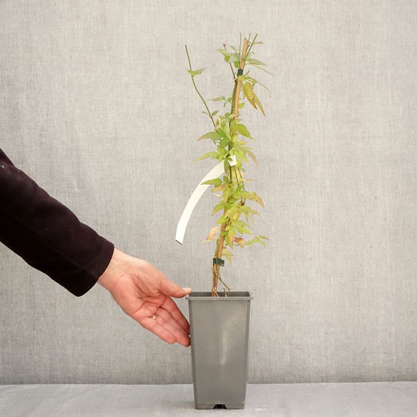 Ejemplar de Jasminum stephanense Starry Summer Scent - Jazmín Maceta 1,5L/2L entregado en otoño