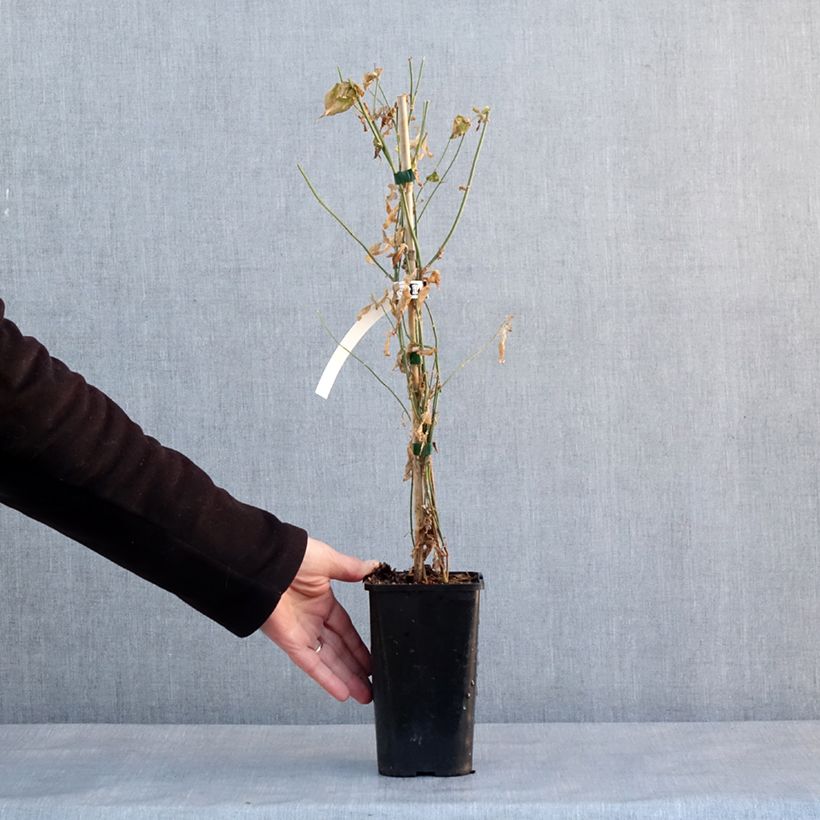 Jasminum stephanense Starry Summer Scent - Jazmín Maceta 1,5L/2L Ejemplar entregado en invierno