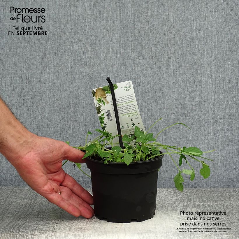 Ejemplar de Yiaogulan - Gynostemma pentaphyllum Maceta 1,5L/2L entregado en otoño