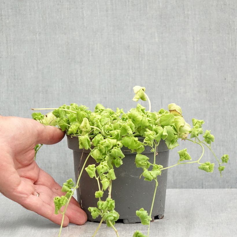 Ejemplar de Yiaogulan - Gynostemma pentaphyllum Maceta 1,5L/2L entregado en verano