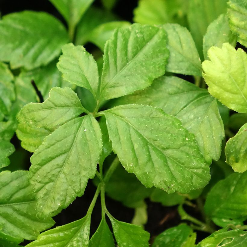 Yiaogulan - Gynostemma pentaphyllum (Follaje)