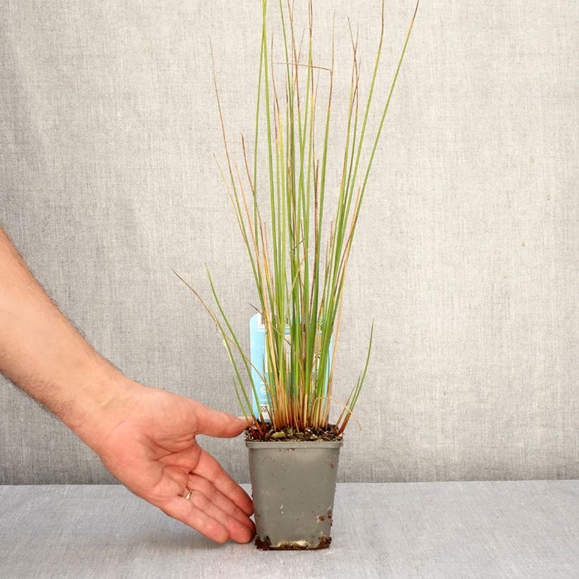 Ejemplar de Juncus effusus - Junco Maceta de 8/9 cm entregado en otoño
