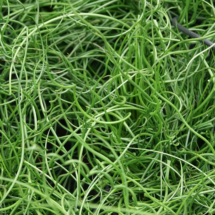 Juncus effusus Spiralis (Follaje)