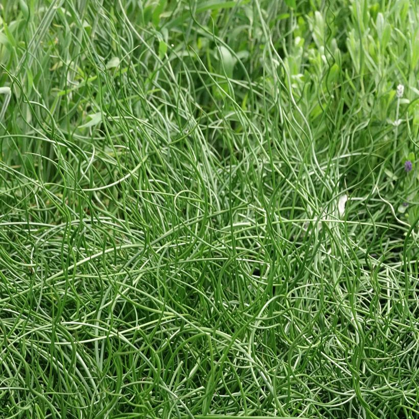 Juncus effusus Spiralis (Porte)