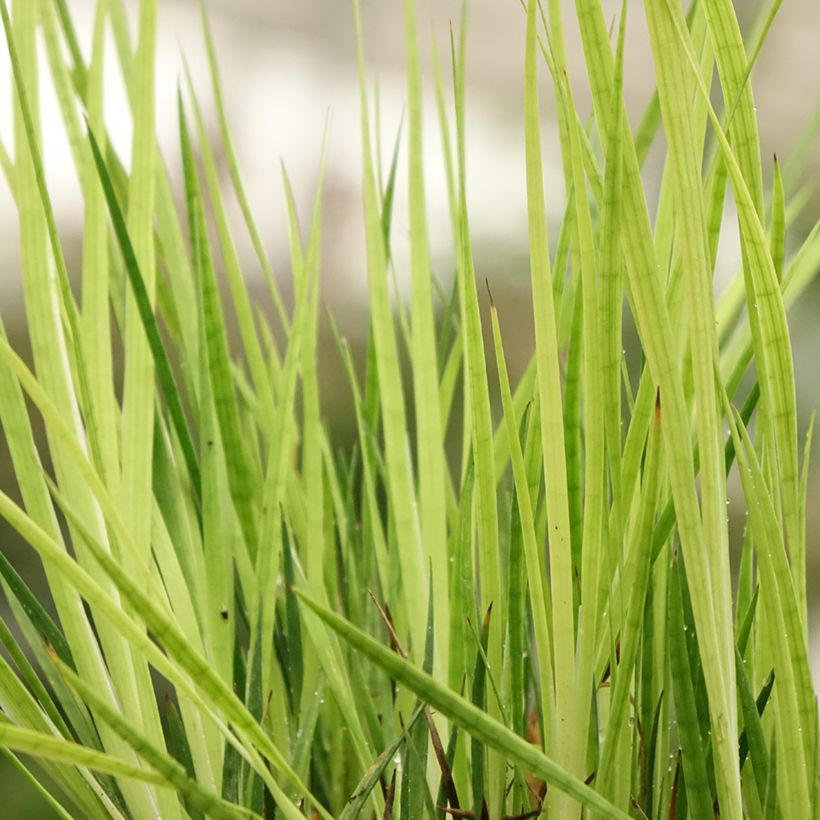 Juncus ensifolius (Follaje)