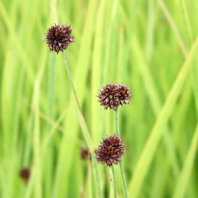 Juncus ensifolius (Floración)