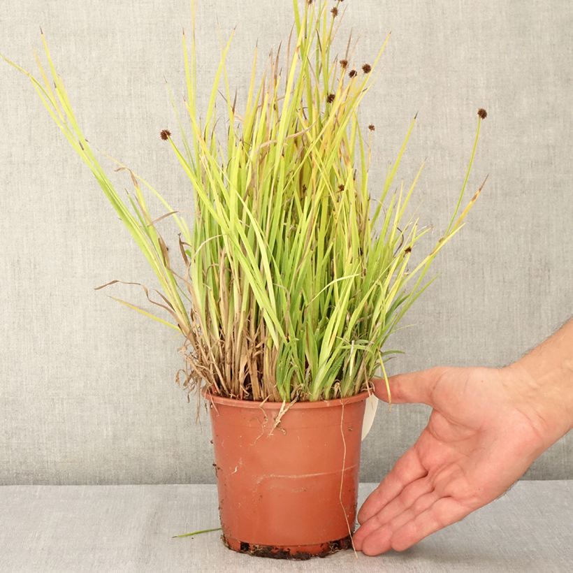 Ejemplar de Juncus ensifolius Maceta 1L/1,5L entregado en verano