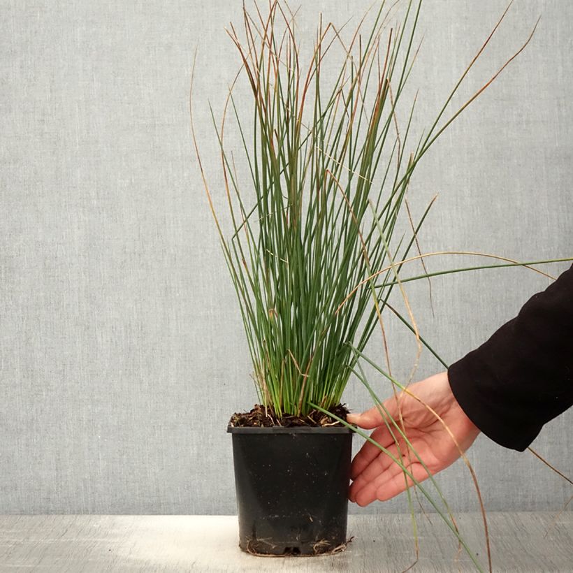 Juncus inflexus Blue Arrows Maceta 2L/3L Ejemplar entregado en la primavera