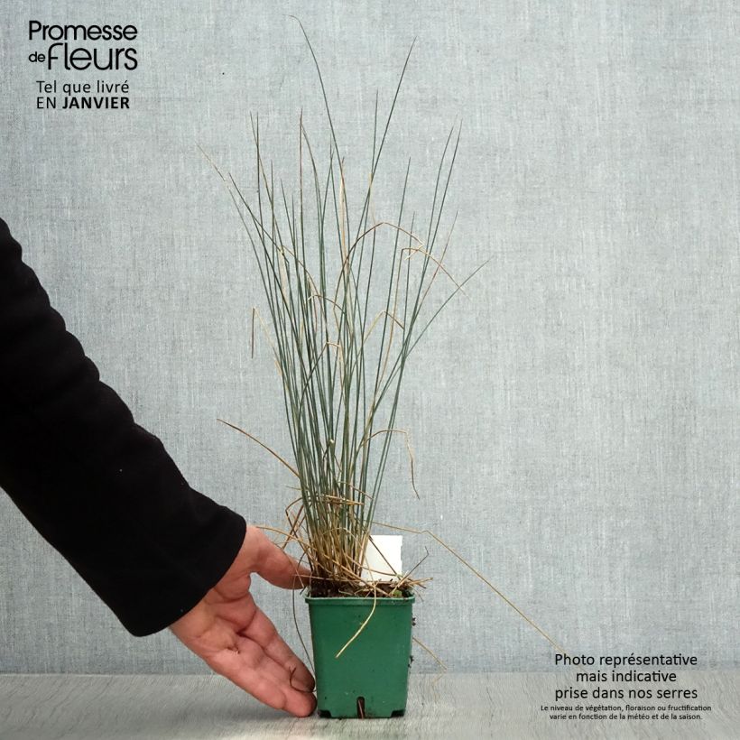 Juncus inflexus Blue Dart Maceta de 8/9 cm Ejemplar entregado en invierno