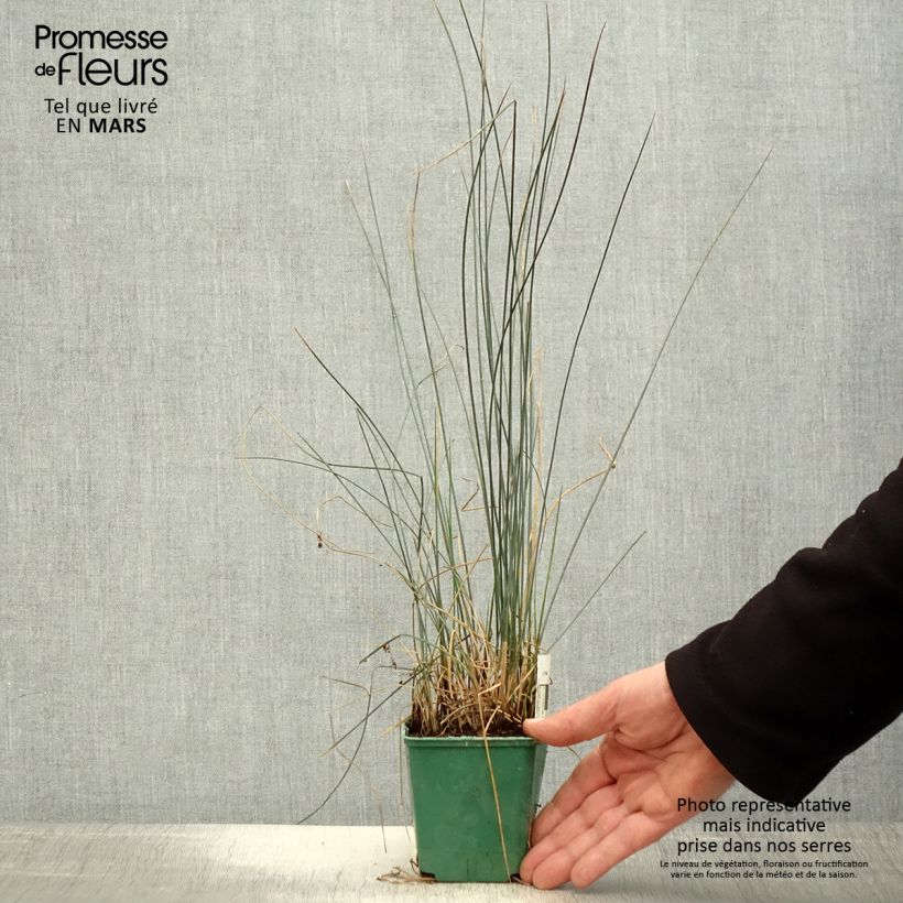 Juncus inflexus Blue Dart Maceta de 8/9 cm Ejemplar entregado en la primavera