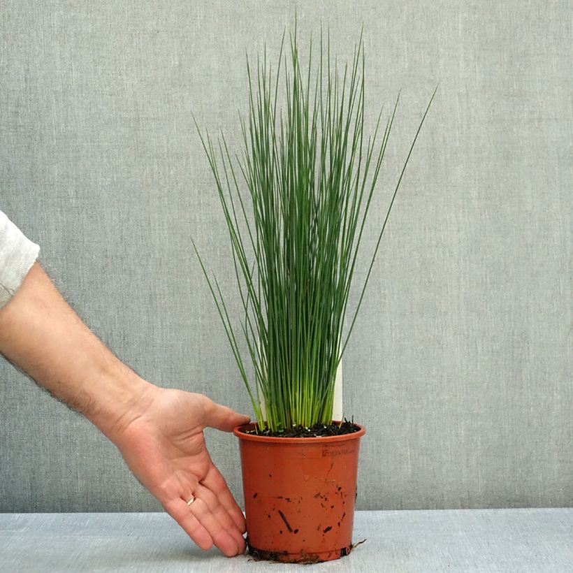 Ejemplar de Juncus inflexus Blue Dart Maceta 1L/1,5L entregado en otoño