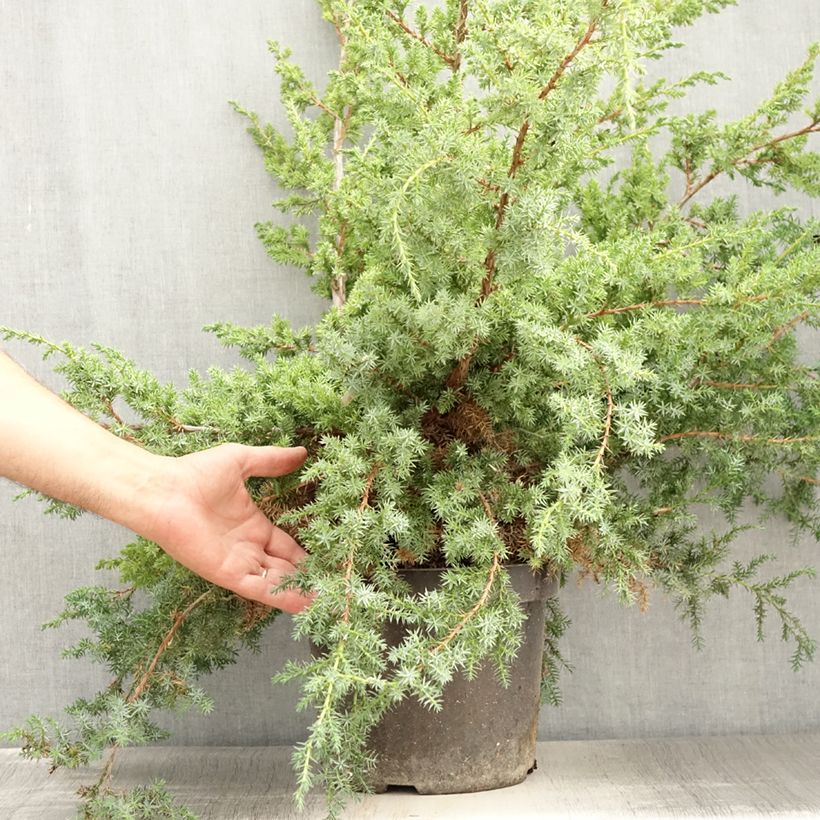 Ejemplar de Juniperus chinensis Blue Alps - Enebro de la China Maceta 7,5L/10L entregado en verano