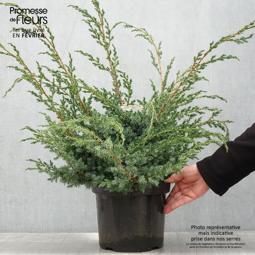 Juniperus chinensis Blue Alps - Enebro de la China Maceta 7,5L/10L Ejemplar entregado en invierno