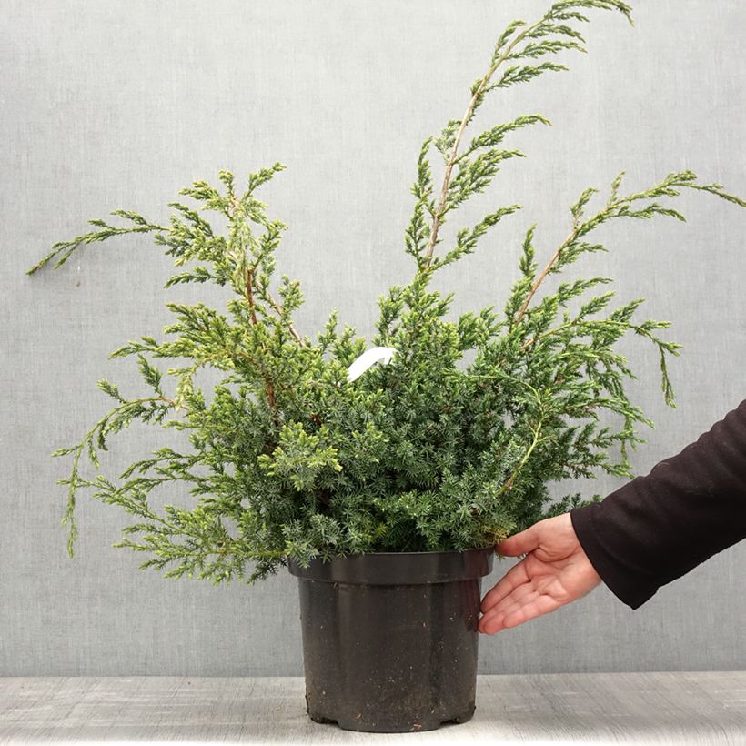 Juniperus chinensis Blue Alps - Enebro de la China Maceta 7,5L/10L Ejemplar entregado en la primavera