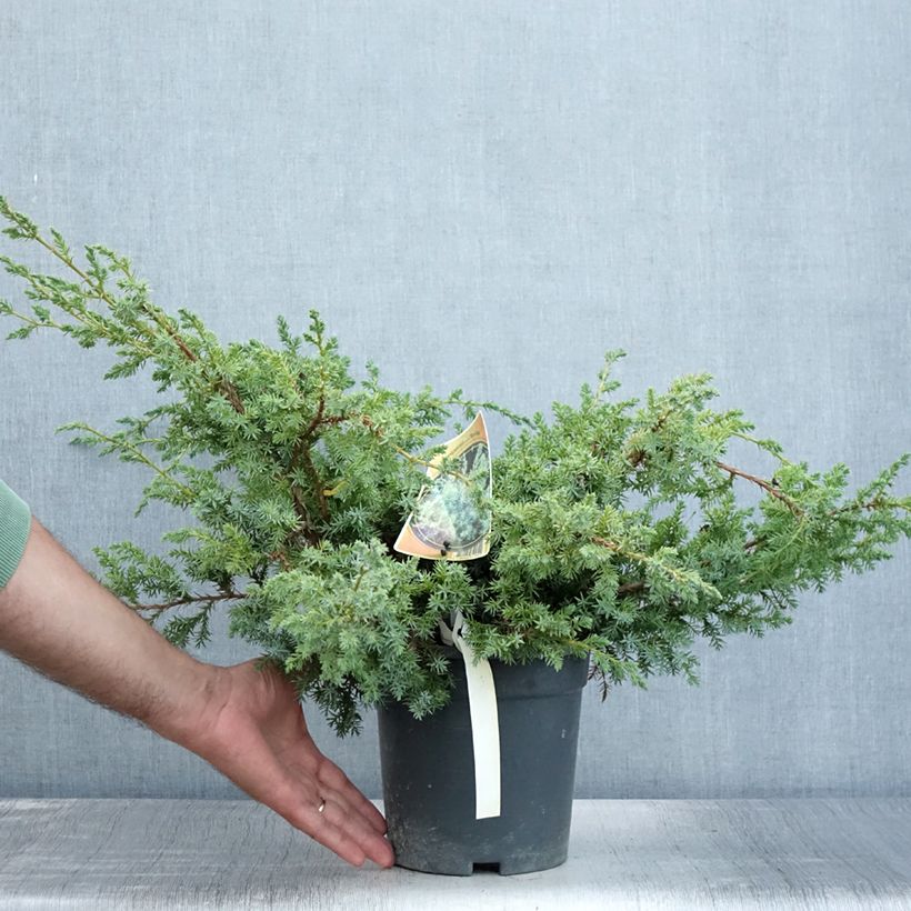 Ejemplar de Juniperus chinensis Blue Alps - Enebro de la China Maceta 2L/3L entregado en verano