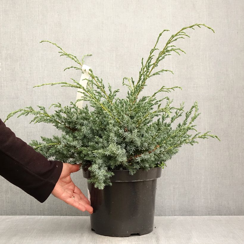 Ejemplar de Juniperus chinensis Blue Alps - Enebro de la China Maceta 7,5L/10L entregado en otoño