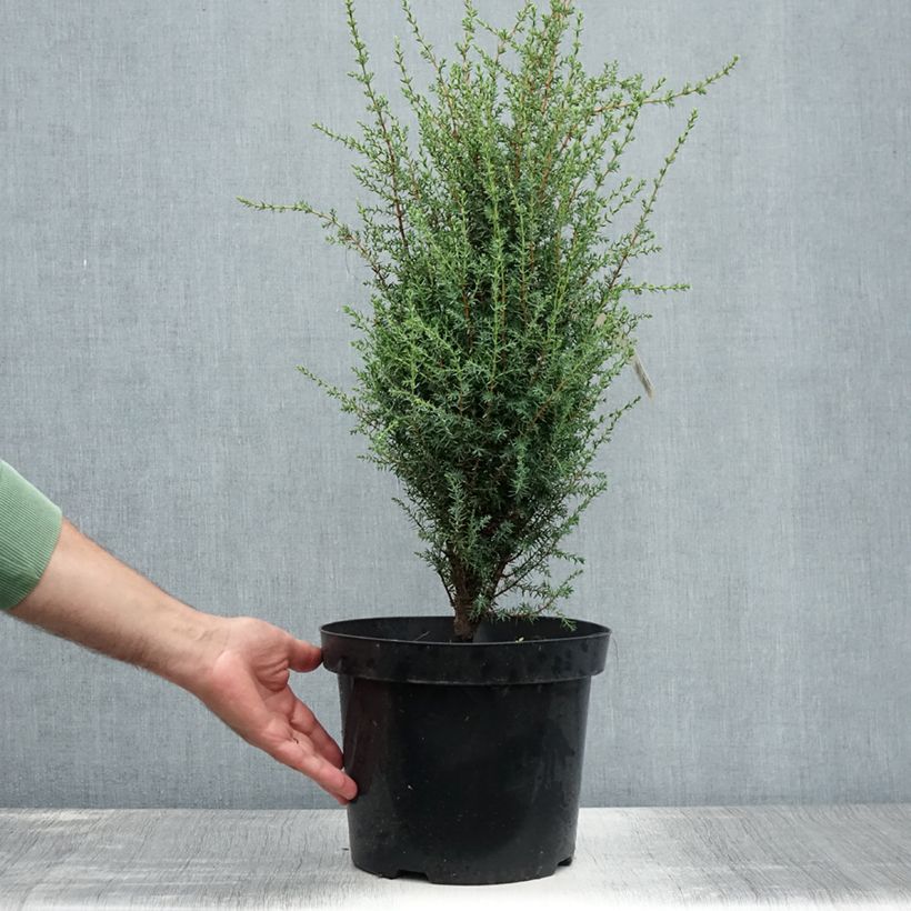 Ejemplar de Juniperus communis Arnold - Enebro común Maceta 7,5L/10L entregado en verano