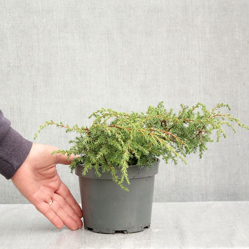 Ejemplar de Juniperus communis Hornibrookii - Enebro común Maceta 1,5L/2L entregado en otoño