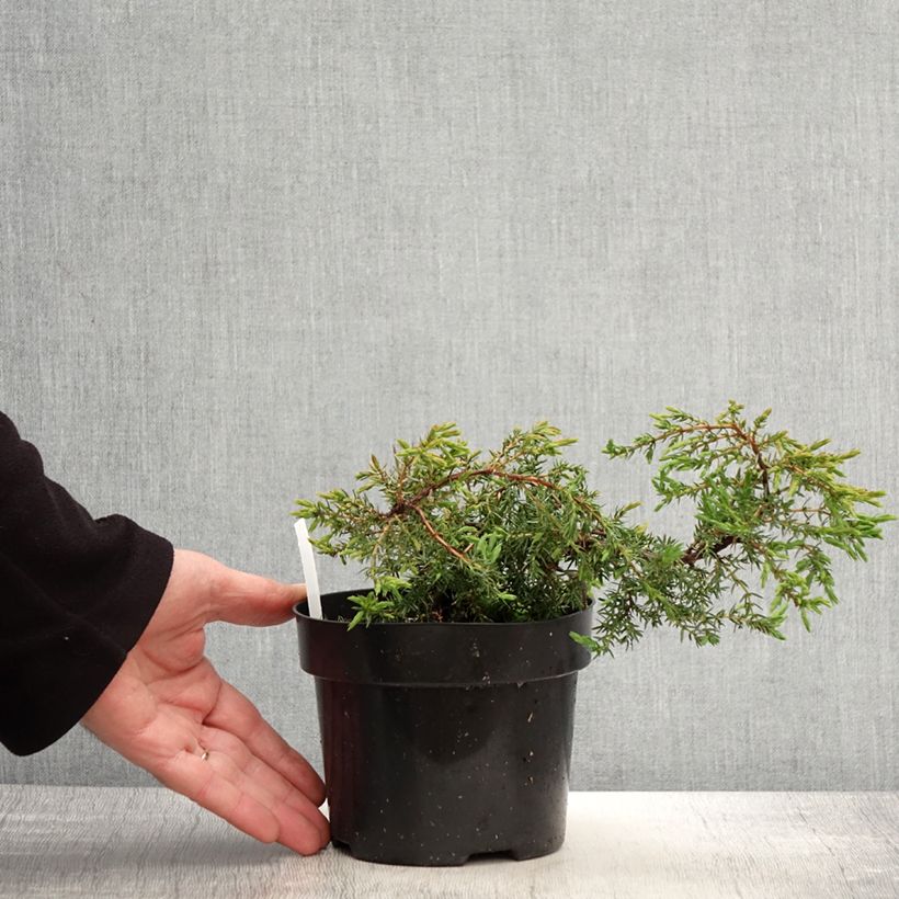 Juniperus communis Hornibrookii - Enebro común Maceta 1,5L/2L Ejemplar entregado en la primavera