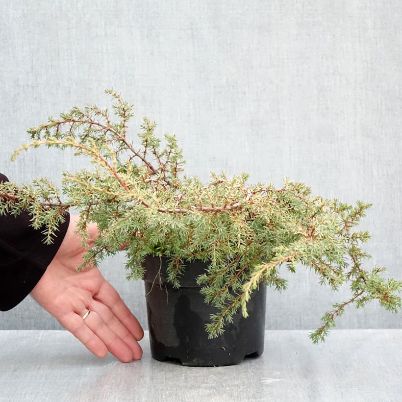Ejemplar de Juniperus communis Hornibrookii - Enebro común Maceta 2L/3L entregado en otoño