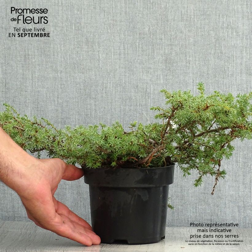 Ejemplar de Juniperus communis Hornibrookii - Enebro común Maceta 2L/3L entregado en verano