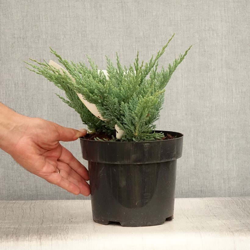 Ejemplar de Juniperus horizontalis Blue Chip - Enebro rastrero Maceta 2L/3L, Tallo alto entregado en verano