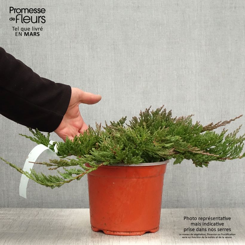 Juniperus horizontalis Blue Chip - Enebro rastrero Maceta 2L/3L, Tallo alto Ejemplar entregado en la primavera