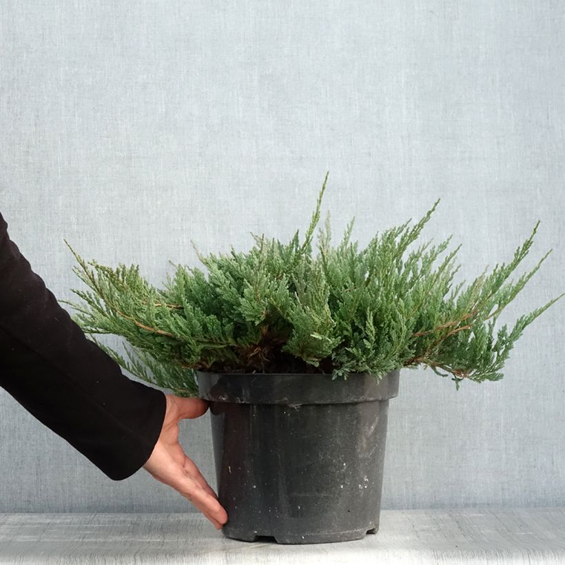 Ejemplar de Juniperus horizontalis Blue Chip - Enebro rastrero Maceta 7,5L/10L entregado en otoño