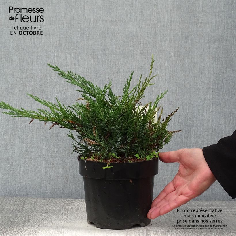 Ejemplar de Juniperus sabina Tamariscifolia - Enebro Maceta 2L/3L entregado en otoño