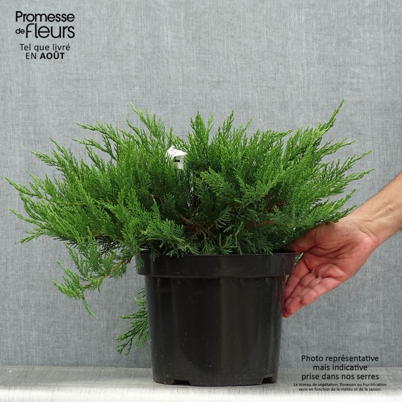 Ejemplar de Juniperus sabina Tamariscifolia - Enebro Maceta 7,5L/10L entregado en verano