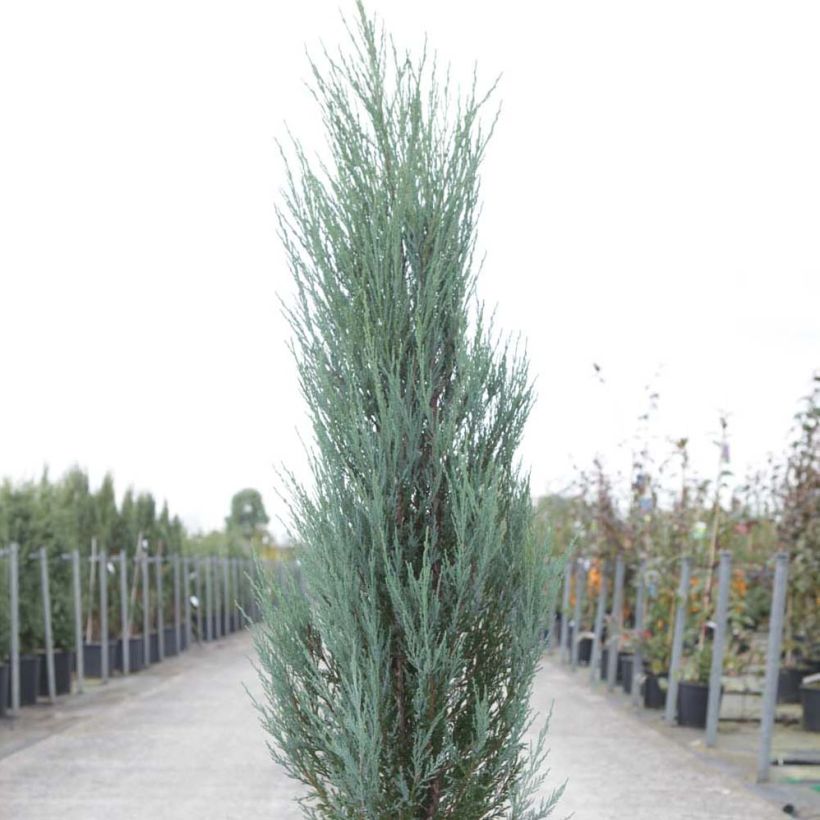 Juniperus scopulorum Blue Arrow - Enebro de las Rocallosas (Porte)